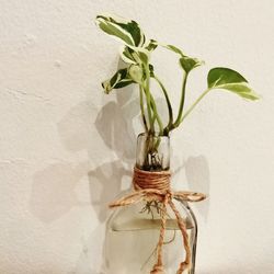 Close-up of plant in vase against wall