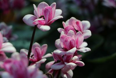 Close-up of pink flowers blooming outdoors