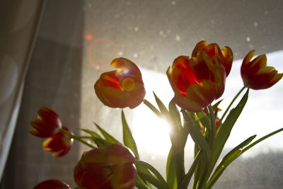 Close-up of red flowers growing on plant