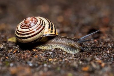 Close-up of snail