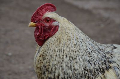 Close-up of rooster