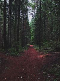 Footpath amidst trees in forest