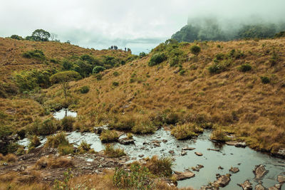 Small creek going through dry bushed at fortaleza canyon in a foggy day near cambara do sul. brazil.