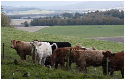 Sheep in a field