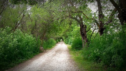 Footpath amidst trees in forest