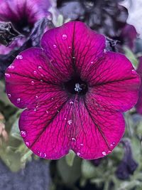 Close-up of wet pink flower