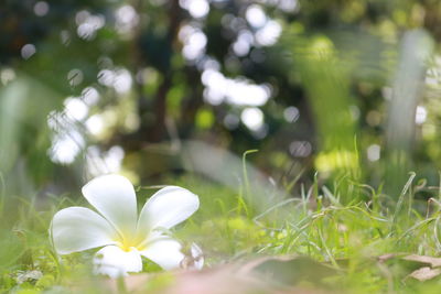 Close-up of white flowering plants on field