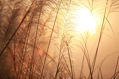 Close-up of stalks in field against sunset sky