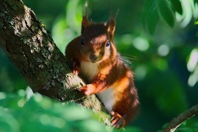 Close-up of squirrel on tree