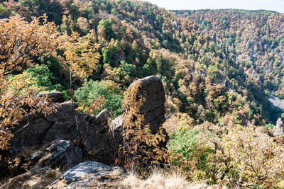 High angle view of rocks by trees in forest