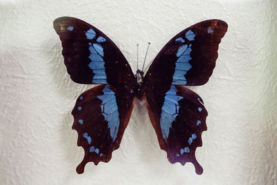 High angle view of butterfly on leaf