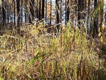 Plants growing in a forest