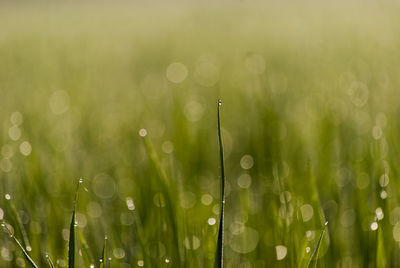 Close-up of water drops on plant against field