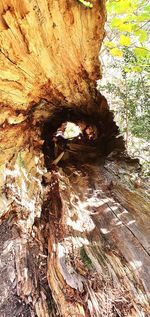 View of tree trunk through rocks