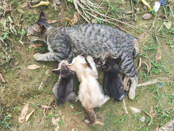 High angle view of sheep