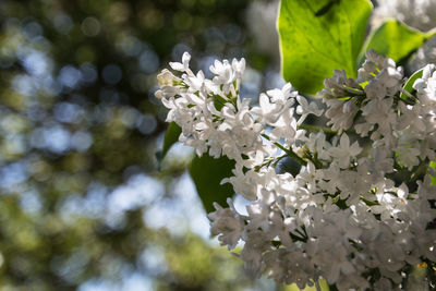 Close-up of white flowers blooming on tree