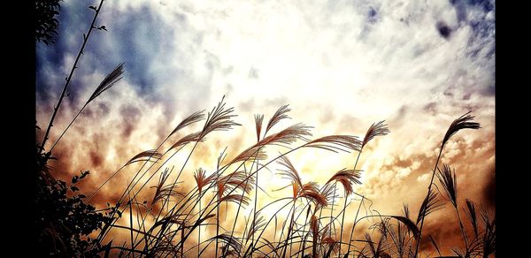 Close-up of wheat plants on field against sky