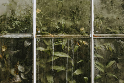Full frame shot of plants seen through glass window