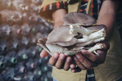 Cropped image of hand holding bird