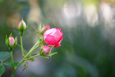 Close-up of pink roses