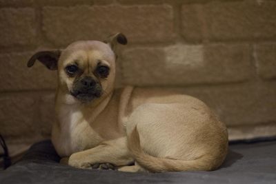 Portrait of dog sitting on floor