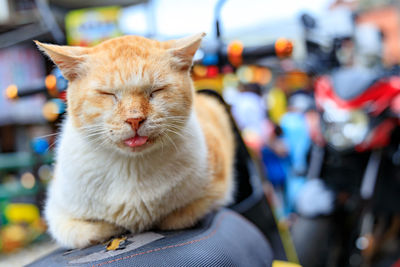 Close-up of a cat with eyes closed