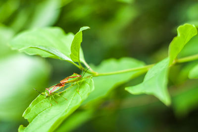 Close-up of insect on plant