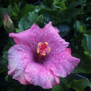 Close-up of wet hibiscus blooming outdoors