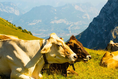 Cows in a field