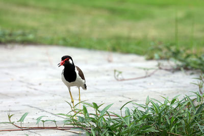 Bird perching on a field