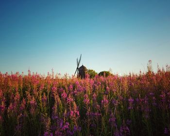 Scenic view of flowering plants on field against sky
