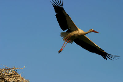 Low angle view of bird flying in sky