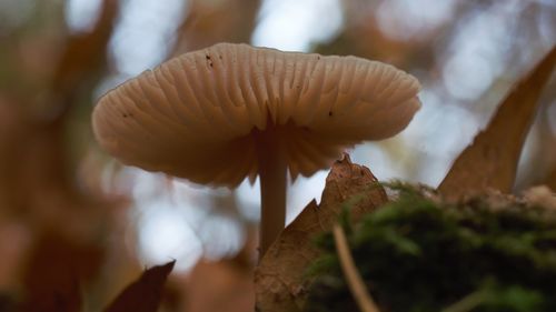 Close-up of mushroom growing outdoors