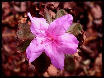 Close-up of purple flower blooming outdoors