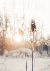 Close-up of frozen plant on land