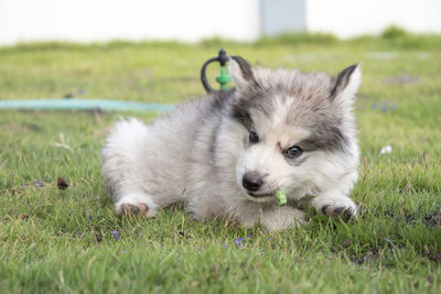 Portrait of dog lying on grass