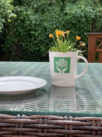 Close-up of potted plant on table