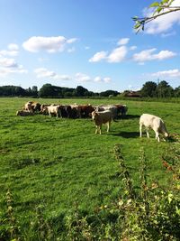 Horses in a field