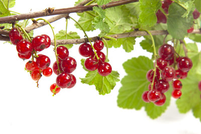 Close-up of red berries growing on tree