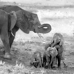 View of elephant on land