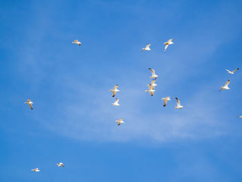 Low angle view of birds flying in sky