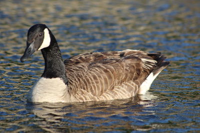 Close-up of a duck swimming in lake