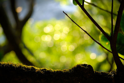 Low angle view of moss growing on tree