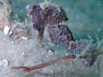 Close-up of crab swimming in sea