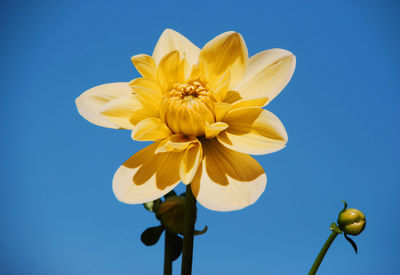 Low angle view of flowering plant against blue sky