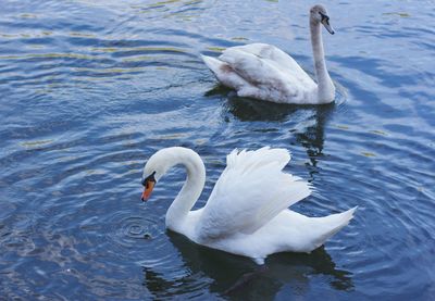 Swan swimming in lake