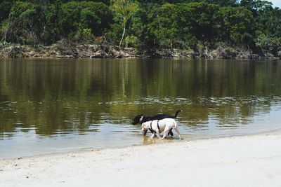 Horses on riverbank