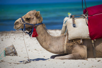 Close-up of camel against sky