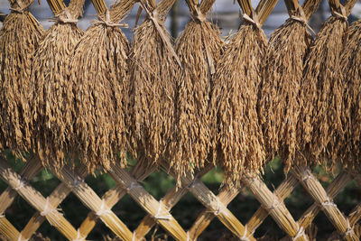 Close-up of dried plant on metal fence