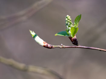 Close-up of plant